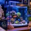 Aquário Marinho Pequeno: 48 a 100 Litros é Muito Difícil? A Verdade Sobre os Nano Reefs